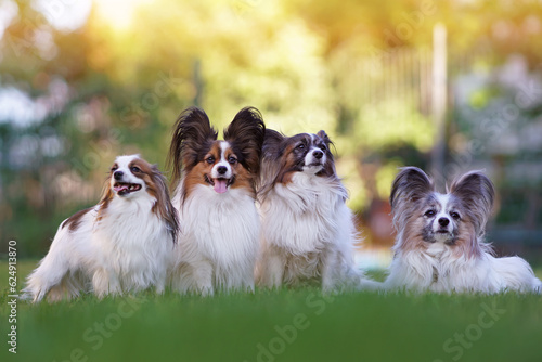 The group of four white and sable Continental Toy Spaniels (Papillon dogs) posing together on a green grass in summer © Eudyptula