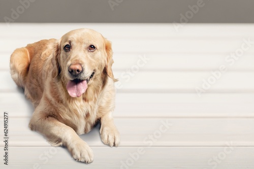 Cute smart young dog posing