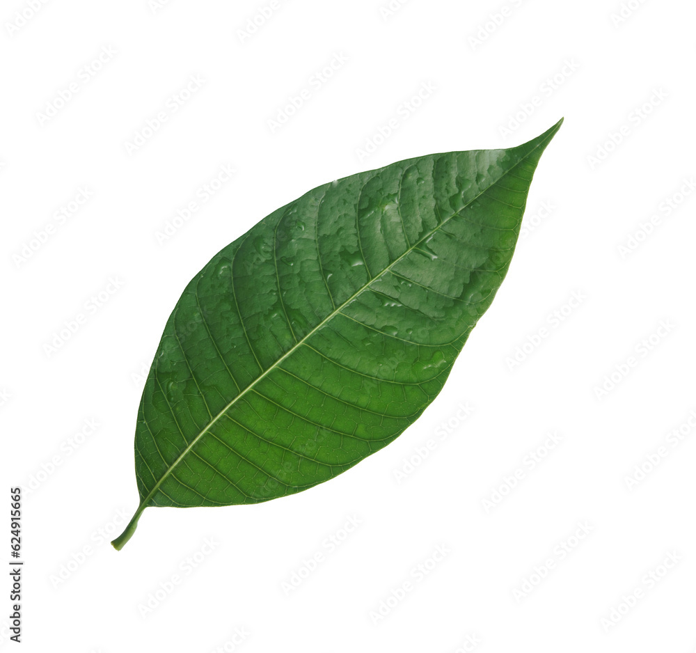 Mango leaves isolated on transparent background. Mango leaves isolated on transparent background.