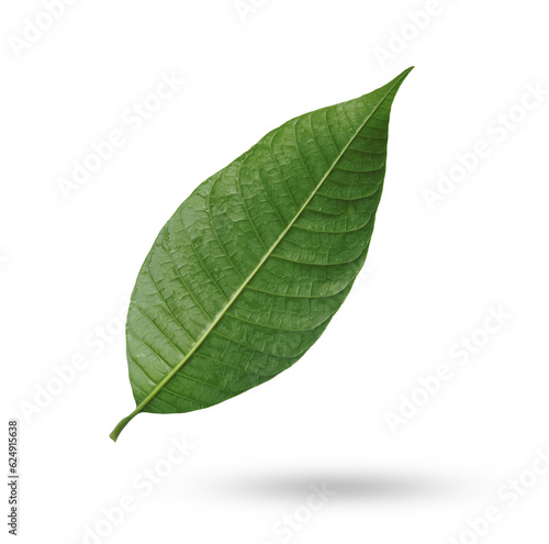Mango leaves isolated on transparent background.