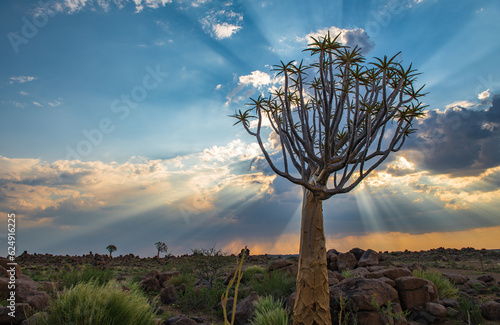 The quiver tree, or aloe dichotoma, Keetmanshoop, Namibia. photo