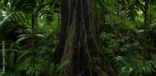 Tropical rainforest in Costa Rica © quickshooting
