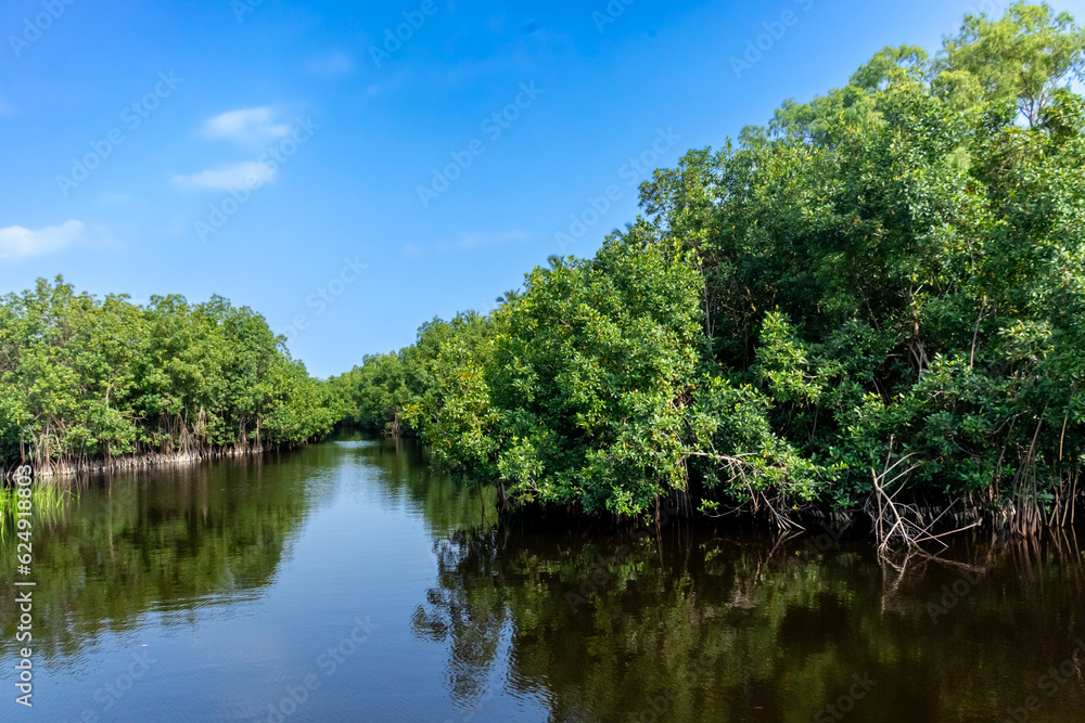 A serene image capturing the beauty of a mangrove forest meeting the edge of a peaceful lake, the blue sky creating a stark contrast with the greenery.