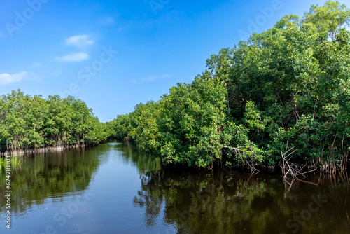 A serene image capturing the beauty of a mangrove forest meeting the edge of a peaceful lake  the blue sky creating a stark contrast with the greenery.