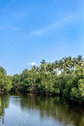 A breathtaking photograph capturing the magnificence of a vibrant mangrove forest  serene lake and clear blue sky  blending seamlessly into one stunning composition.