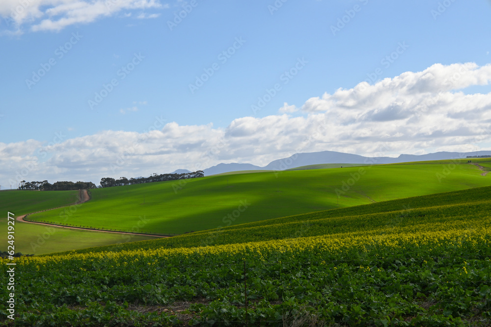 Safflower Fields South Africa