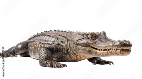 Canvas Print an American alligator (Alligator mississippiensis) full body 3/4 view in a  Wildlife-themed, photorealistic illustration in a PNG format, cutout, and isolated