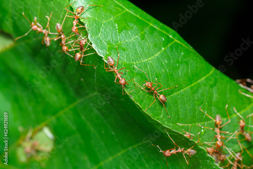 A photo of Red weaver ant nest building, ant team work. red ant. Red ant building and guarding nest. © mktuteja