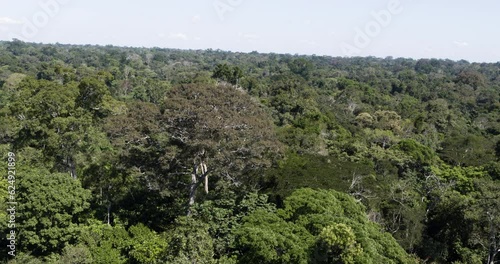 Amazon Rainforest Logger takes Chainsaw to Tree
