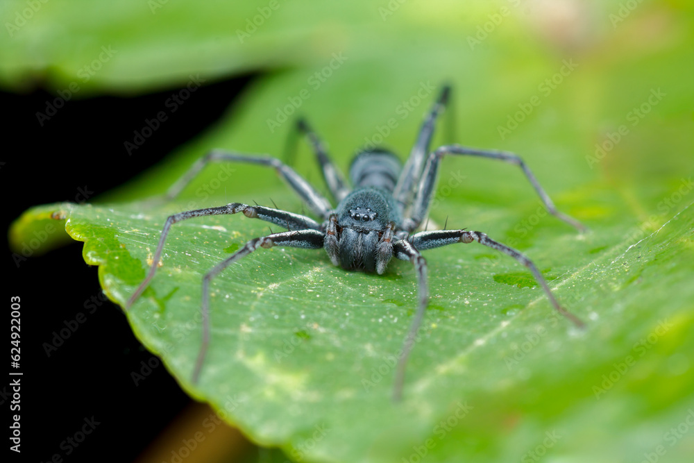 Fototapeta premium A photo of Ant-like sac spider (Corinnomma sp.)