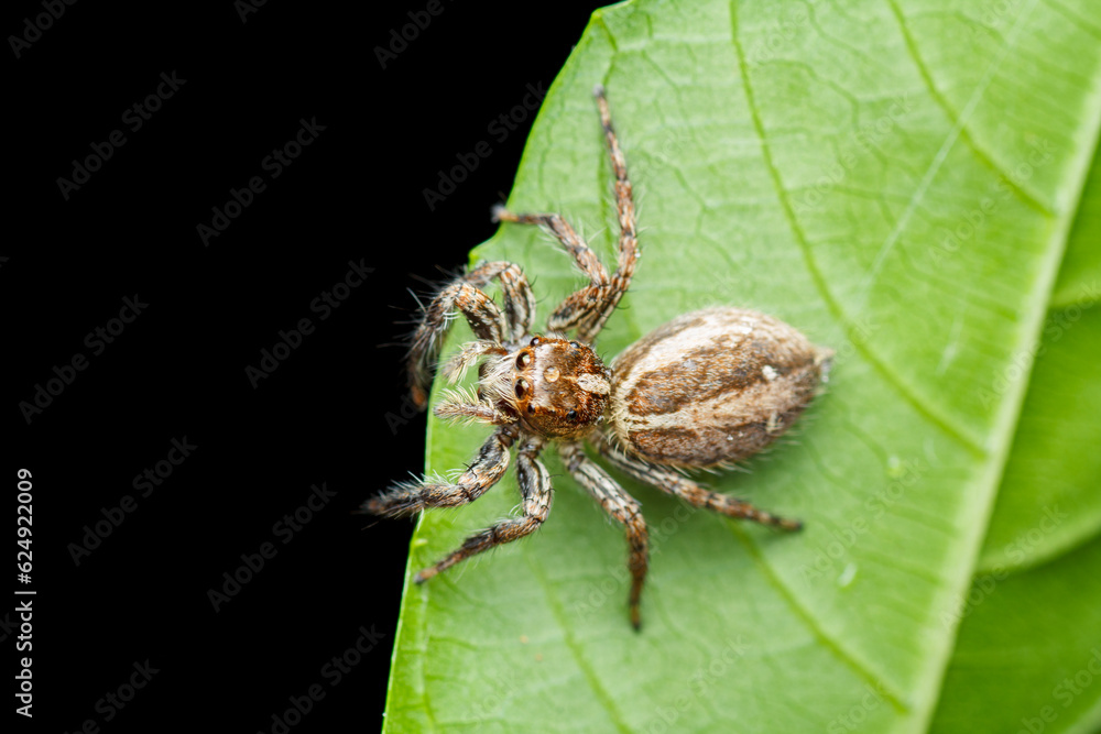 Naklejka premium A photo of a Jumping spider (Plexippus paykulli)