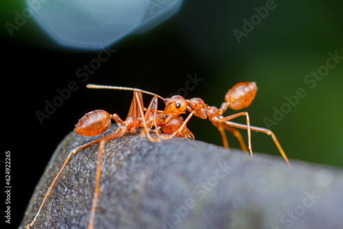 A photo of Red weaver ant fighting, ant holding neck, weaver ant agression