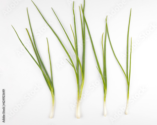 Green chives laid out in a row on a white background  top view.