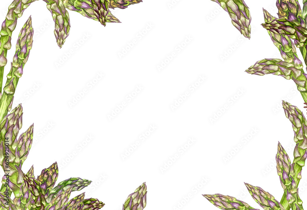 Naklejka premium Watercolor fresh green asparagus. Isolated eco food illustration on white background. Food clip art. Hand Drawn Watercolor Drawing Healthy Vegan Food Design. Background for packaging.