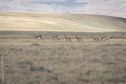 Pronghorns in the Wyoming mountains
