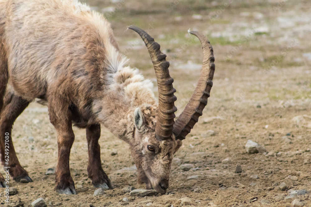 Male ibex grazing grass