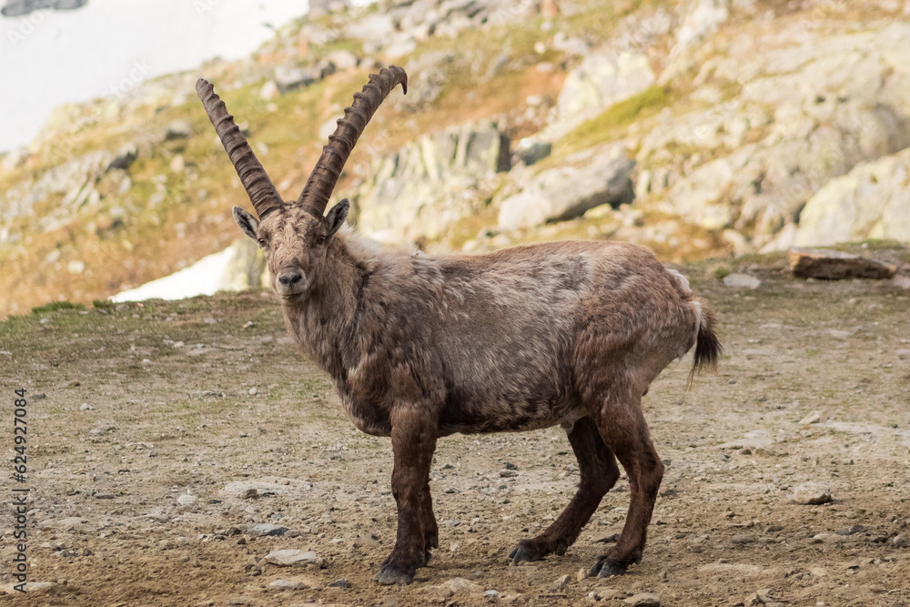 Ibex male looking towards the camera showing the left side with the mountain in the background Ibex male looking towards the camera showing the left side with the mountain in the background