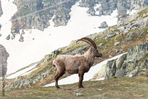 Ibex male looking to the right showing the right side with the mountain in the background © Licia.Galli