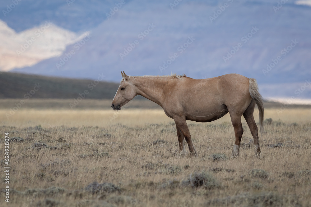 Wild horses in Wyoming