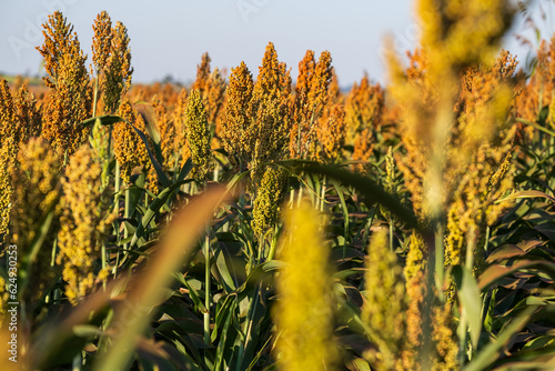 sorghum plantation in sunny day photo