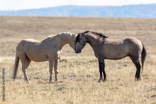 Wild horses in Wyoming © Taylored Photos
