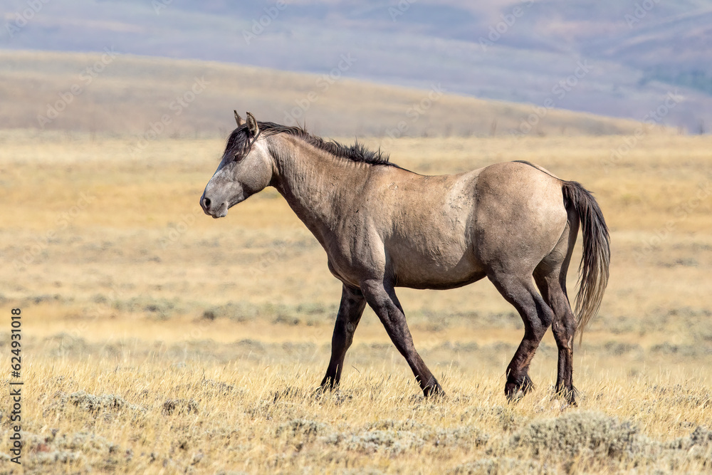 Wild horses in Wyoming