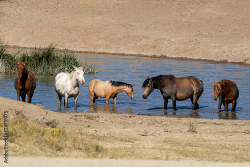Fototapeta Naklejka Na Ścianę i Meble -  Wild Wyoming horses by the water