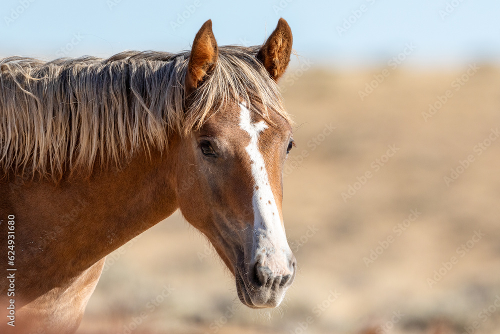 Fototapeta premium Wild horses in Wyoming