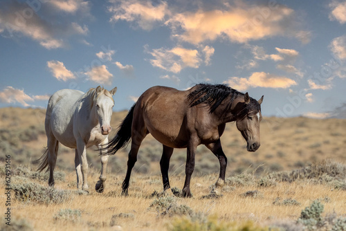 Wild horses in Wyoming