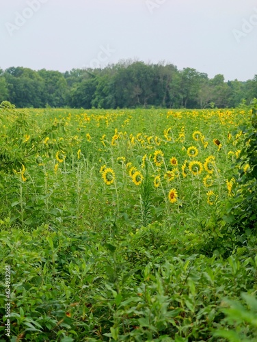 Beautiful Public Sunflower Near Hillsdale Kansas photo