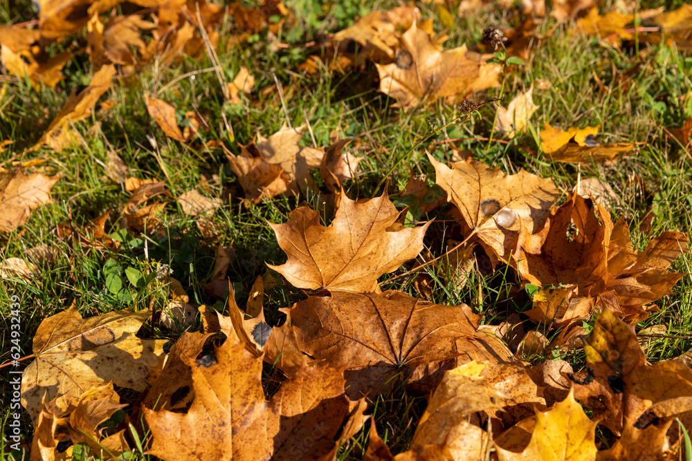 Maple in the autumn season Maple in the autumn season