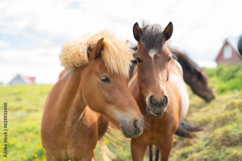 Horses in farm in Iceland in summer season. Animal Horses in farm in Iceland in summer season. Animal