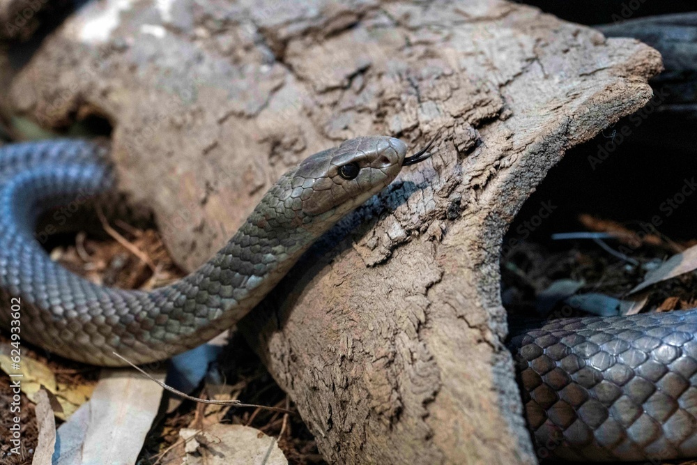 Fototapeta premium Eastern Brown Snake (Pseudonaja textilis)