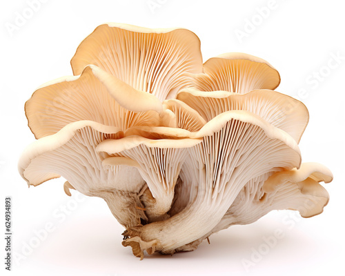 Canvas Print Oyster Mushroom