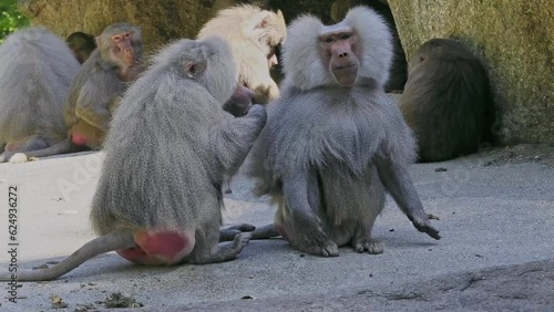 Hamadryas baboon, papio hamadryas, sitting together and grooming each other. Papio hamadryas is a species of baboon