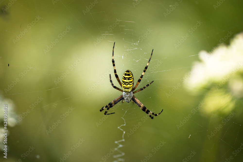 Wespenspinne (Argiope bruennichi) in ihrem Spinnennetz Wespenspinne (Argiope bruennichi) in ihrem Spinnennetz