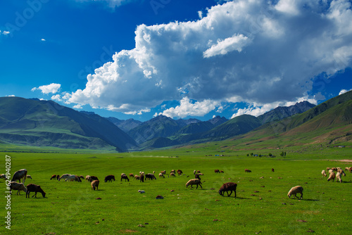 Sheep and cows grazing in a picturesque meadow in a mountain valley