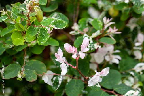 Young leaves of a Breynia disticha photo