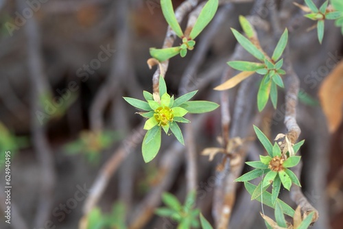 Inflorescence of Euphorbia balsamifera