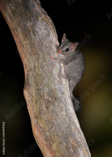 Brush-tailed phascogale - Phascogale tapoatafa  also tuan, Common wambenger, Black-tailed mousesack or phascogale, rat-sized arboreal carnivorous marsupial in Dasyuridae in night photo