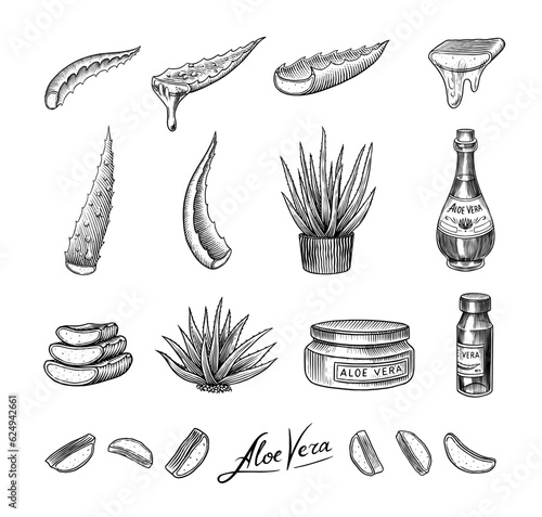 Aloe vera set. Sketch of Plant and bunch and leaves. Ingredient for herbal medicine or cosmetics. Hand drawn Vintage ink sketch. Products for label, advertesment, typography or banner, poster 