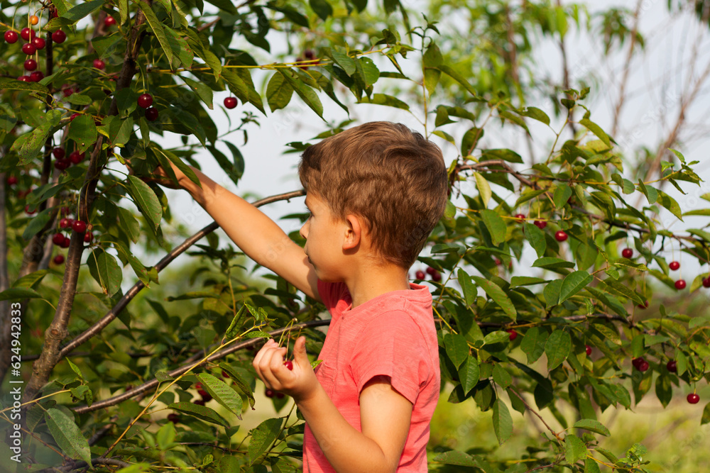 preschool boy picking and eating ripe red cherries from tree in home garden. closeup Portrait of child in background of cherry orchard. summer harvest season. preschool boy picking and eating ripe red cherries from tree in home garden. closeup Portrait of child in background of cherry orchard. summer harvest season.