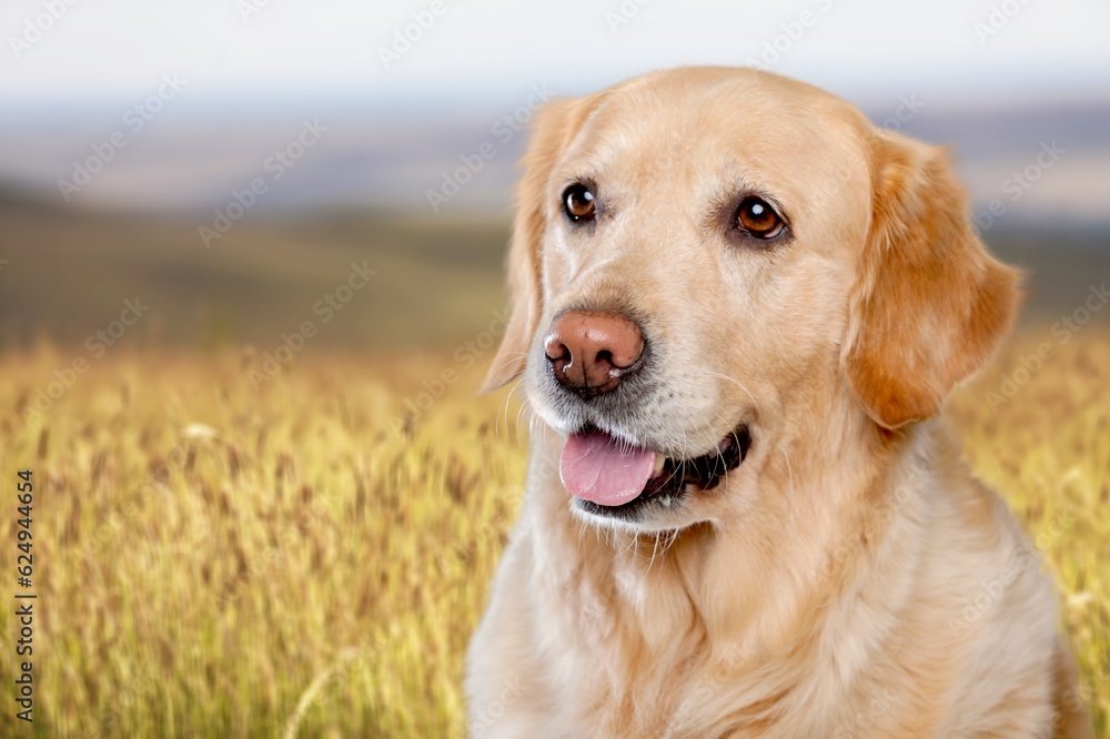 Portrait of a young smart dog at the wheat field Portrait of a young smart dog at the wheat field
