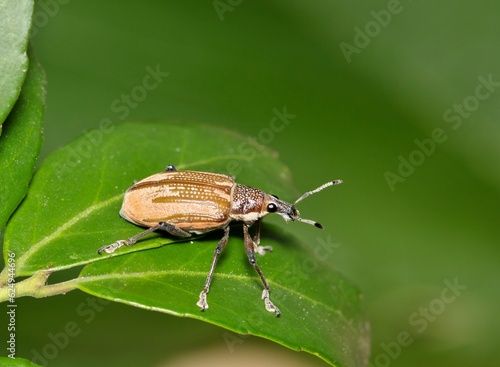 Diaprepes Root Weevil (Diaprepes abbreviatus) insect on Yaupon Holly leaves, nature destructive pest control garden Springtime.  © Brett
