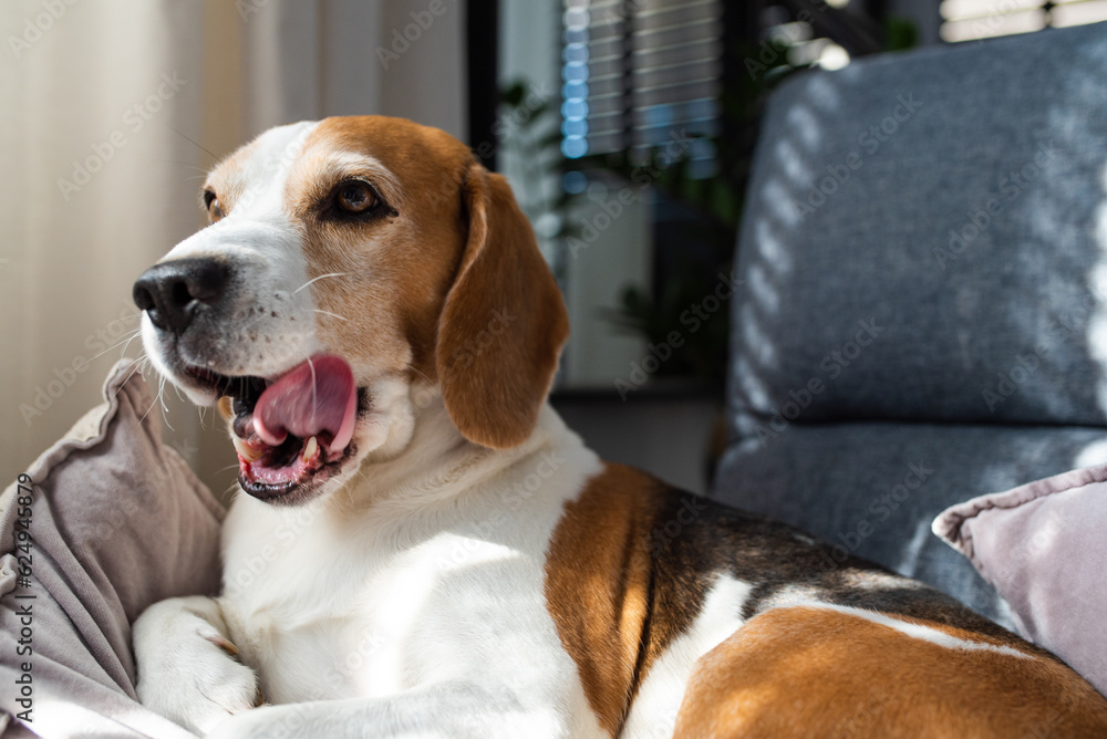 Beagle dog tired sleeps on a couch indoors. Bright sunny interior. Canine theme.