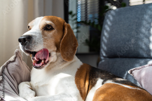 Beagle dog tired sleeps on a couch indoors. Bright sunny interior. Canine theme.