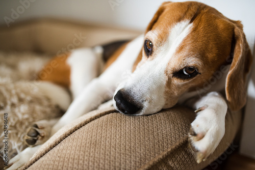 Fototapeta Naklejka Na Ścianę i Meble -  Beagle dog tired sleeps on a couch indoors. Bright sunny interior. Canine theme.