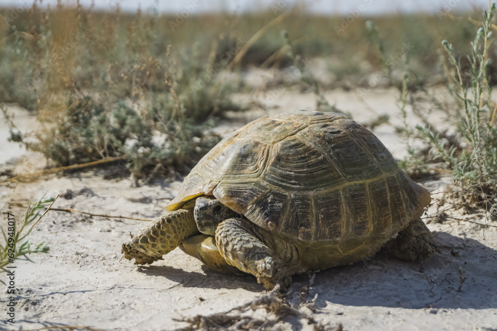 Agrionemys horsfieldii Central Asian tortoise crawls on the Kazakh steppe, sunny summer day in the desert Agrionemys horsfieldii Central Asian tortoise crawls on the Kazakh steppe, sunny summer day in the desert