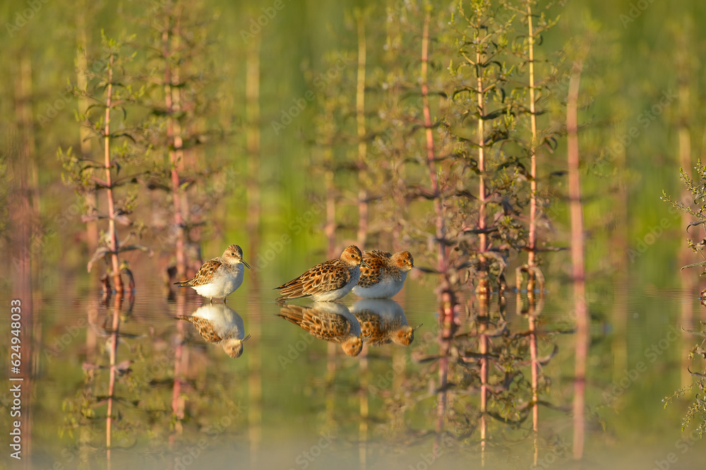 Little stints resting among the water plants. Little stints resting among the water plants.