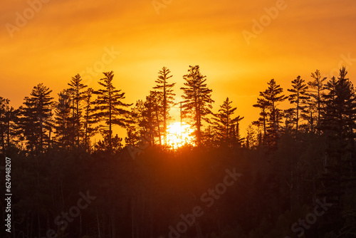 The Sun Setting Behind Silhouetted Pine Trees
